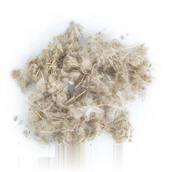 茅针花
