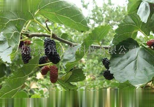 鲜桑椹