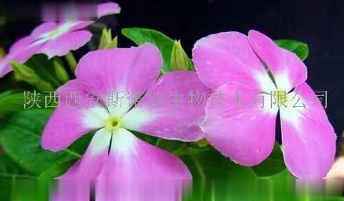长春花