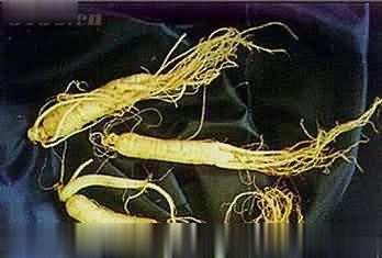 直供优质 人参皂甙