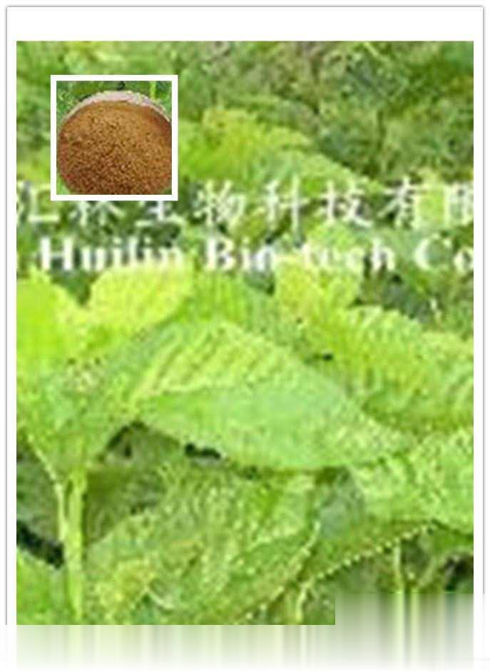 桑叶提取物